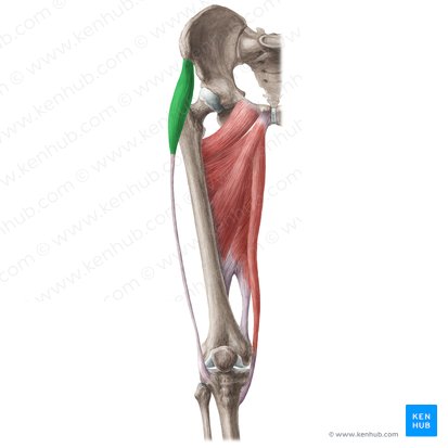 Músculo tensor de la fascia lata (Musculus tensor fasciae latae); Imagen: Liene Znotina
