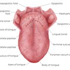 Anatomía de la lengua