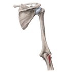 Anconeus muscle