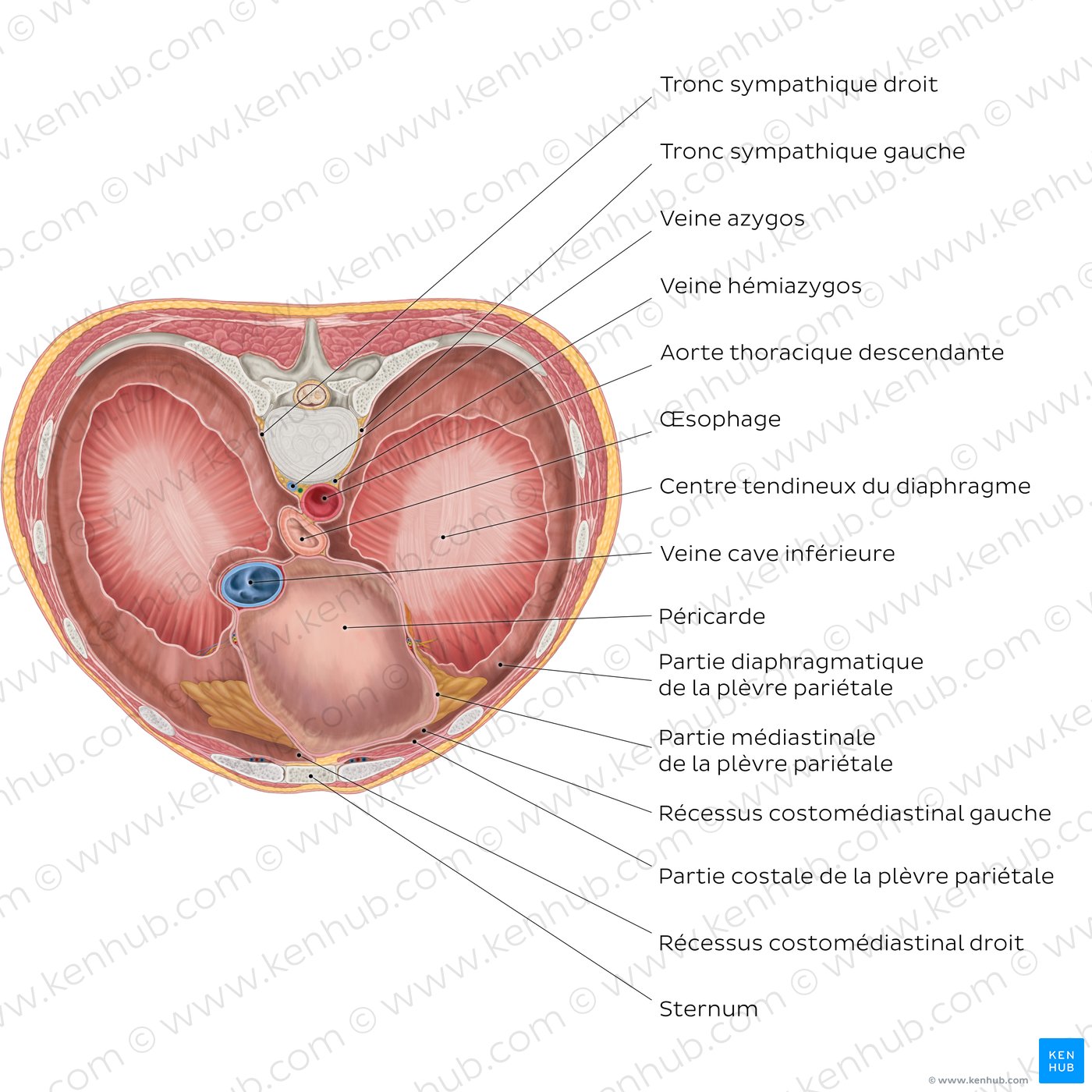 Diaphragme Localisation, anatomie, innervation, rôle Kenhub
