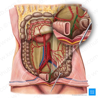 Superior anorectal artery (Arteria anorectalis superior); Image: Irina Münstermann