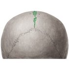 Sagittal suture