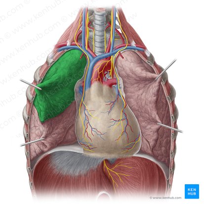 Lóbulo superior del pulmón derecho (Lobus superior pulmonis dextri); Imagen: Yousun Koh