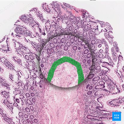 Lamina muscularis mucosae (Muskelschicht der Schleimhaut); Bild: 