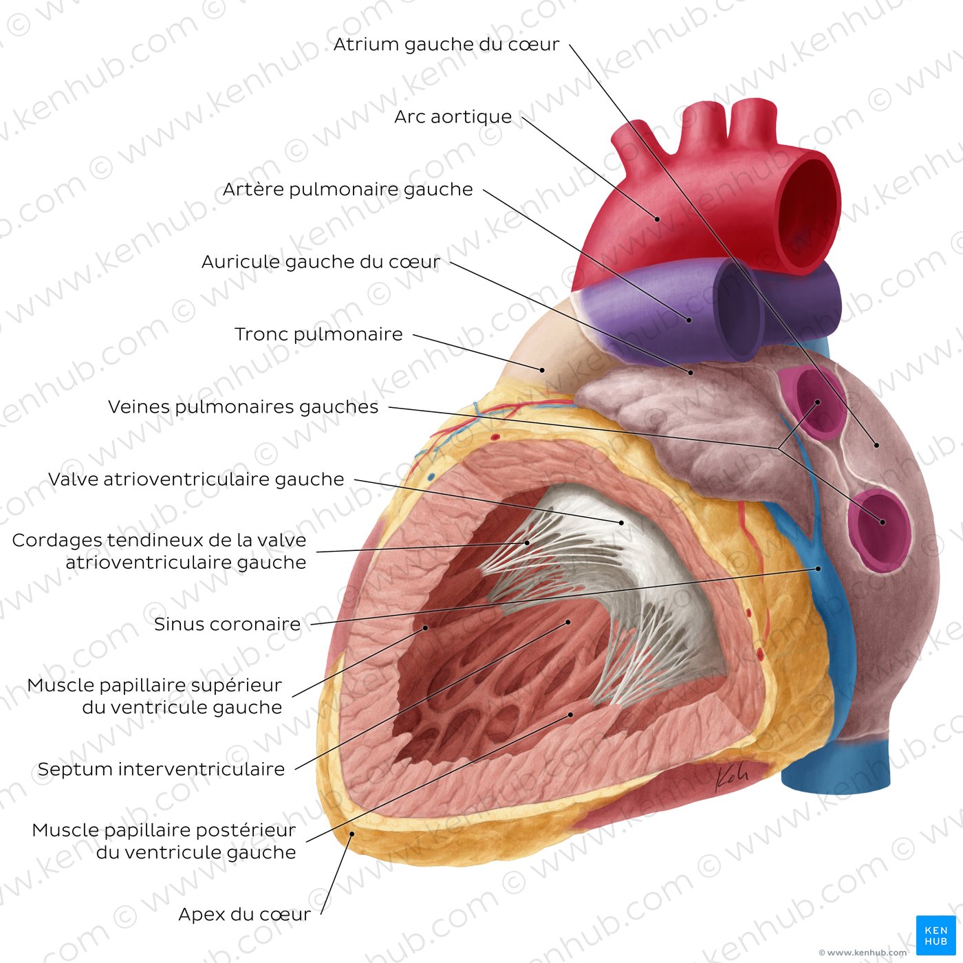 Anatomie Du Coeur Vierge Mod le Anatomique Du C ur Humain Agrandi 2