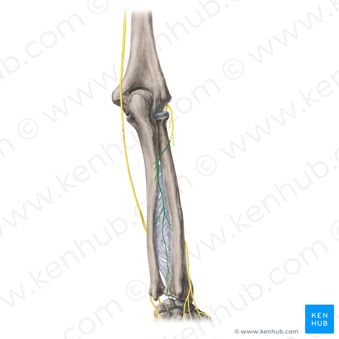 Posterior interosseous nerve (Nervus interosseus posterior); Image: Yousun Koh