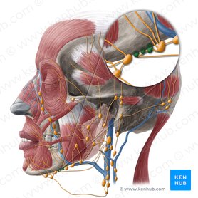 Lingual lymph nodes (Nodi lymphoidei linguales); Image: Yousun Koh