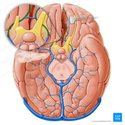 Vena anterior cerebri (Vordere Hirnvene); Bild: Paul Kim