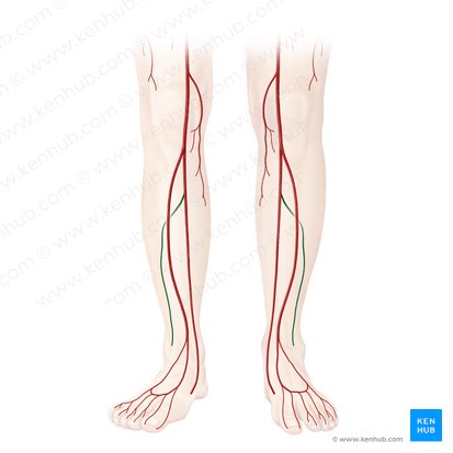 Arteria fibularis (Wadenbeinarterie); Bild: Begoña Rodriguez
