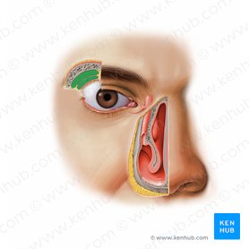 Glándula lagrimal (Glandula lacrimalis); Imagen: Paul Kim