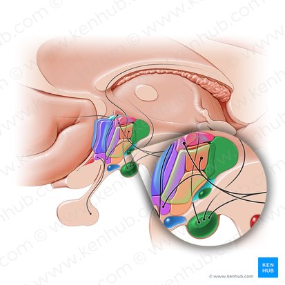 Posterior hypothalamic area (Area hypothalamica posterior); Image: Paul Kim