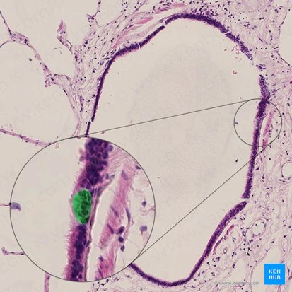 Células exócrinas bronquiolares (Exocrinocytus bronchiolaris); Imagen: 