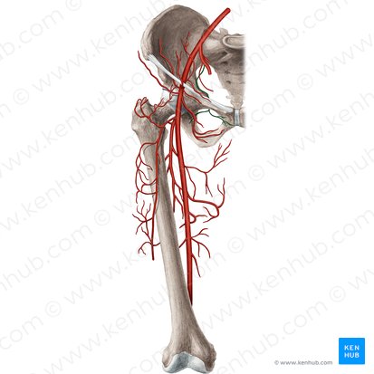 Obturator artery (Arteria obturatoria); Image: Rebecca Betts