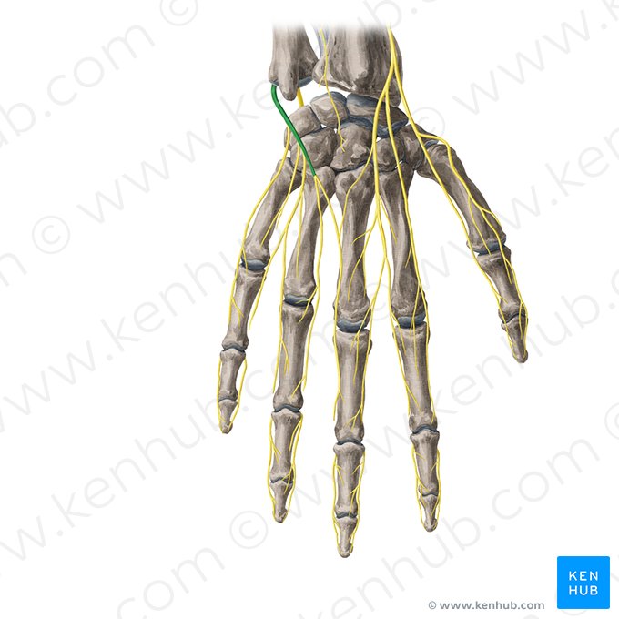 Dorsal branch of ulnar nerve (Ramus dorsalis nervi ulnaris); Image: Yousun Koh