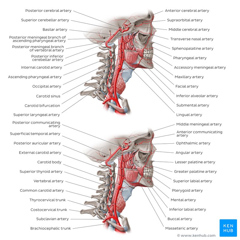 Head and neck arteries (diagram)