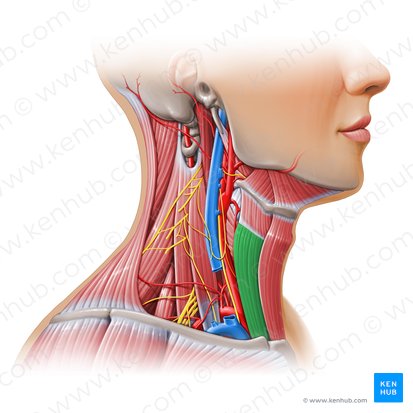 Músculo esternotireóideo (Musculus sternothyroideus); Imagem: Paul Kim