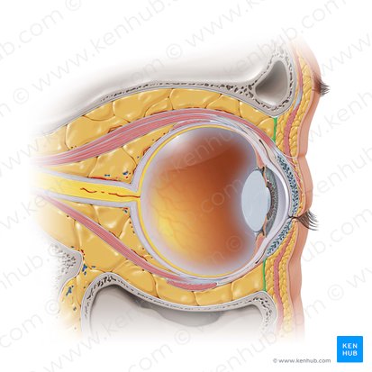 Orbital septum (Septum orbitale); Image: Paul Kim