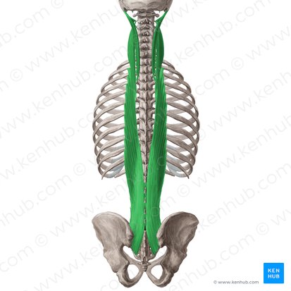 Músculo longísimo (Musculus longissimus); Imagen: Yousun Koh