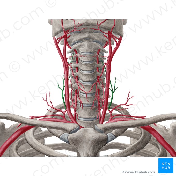 Arteria cervical ascendente (Arteria cervicalis ascendens); Imagen: Yousun Koh