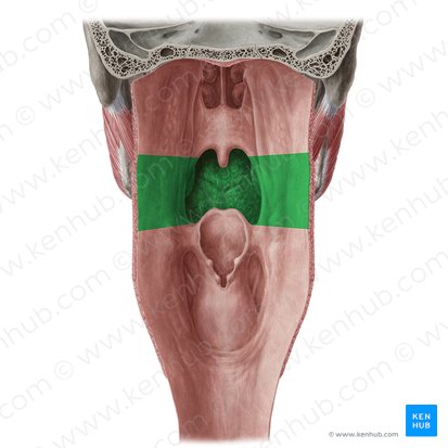 Orofaringe (Pars oralis pharyngis); Imagem: Yousun Koh