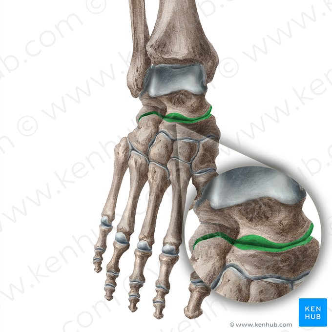 Articulación transversa del tarso (Articulatio transversa tarsi); Imagen: Liene Znotina