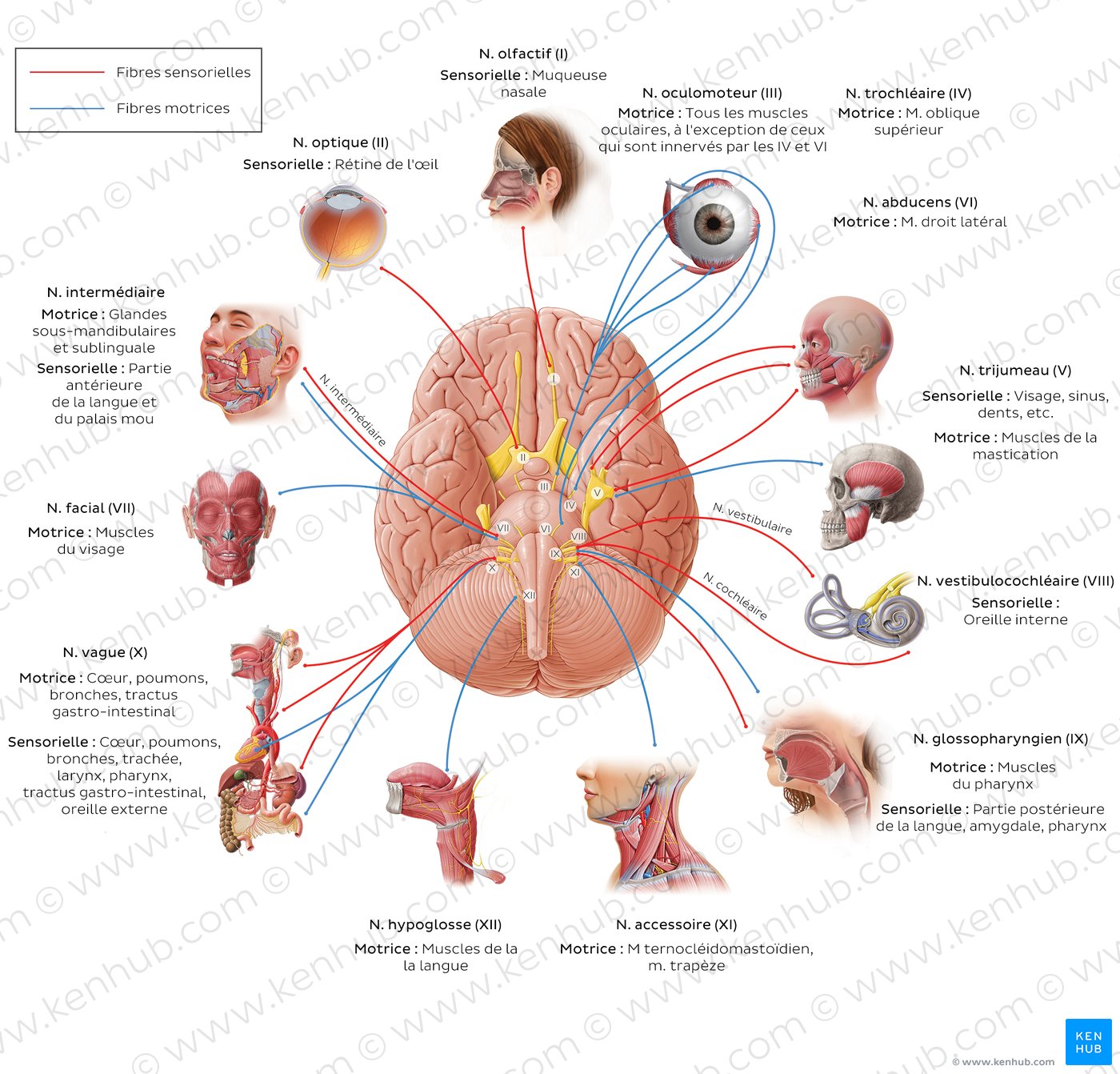 Fonctions des nerfs crâniens (schéma)