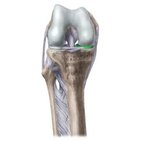Medial meniscus