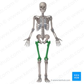Femur Anatomia Trocanter Maior Cabeca Kenhub