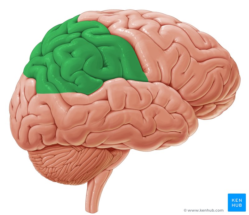 Parietal lobe - lateral-left view