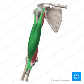 Músculo bíceps braquial (Musculus biceps brachii); Imagen: Yousun Koh