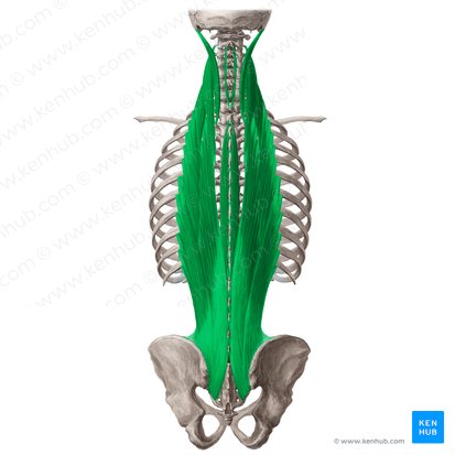 Musculus erector spinae (Aufrichter der Wirbelsäule); Bild: Yousun Koh