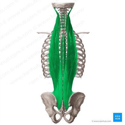 Erector spinae muscle (Musculus erector spinae); Image: Yousun Koh