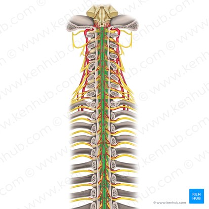 Medulla spinalis (Rückenmark); Bild: Rebecca Betts