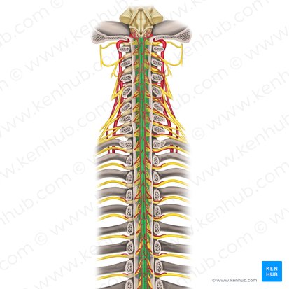 Médula espinal (Medulla spinalis); Imagen: Rebecca Betts