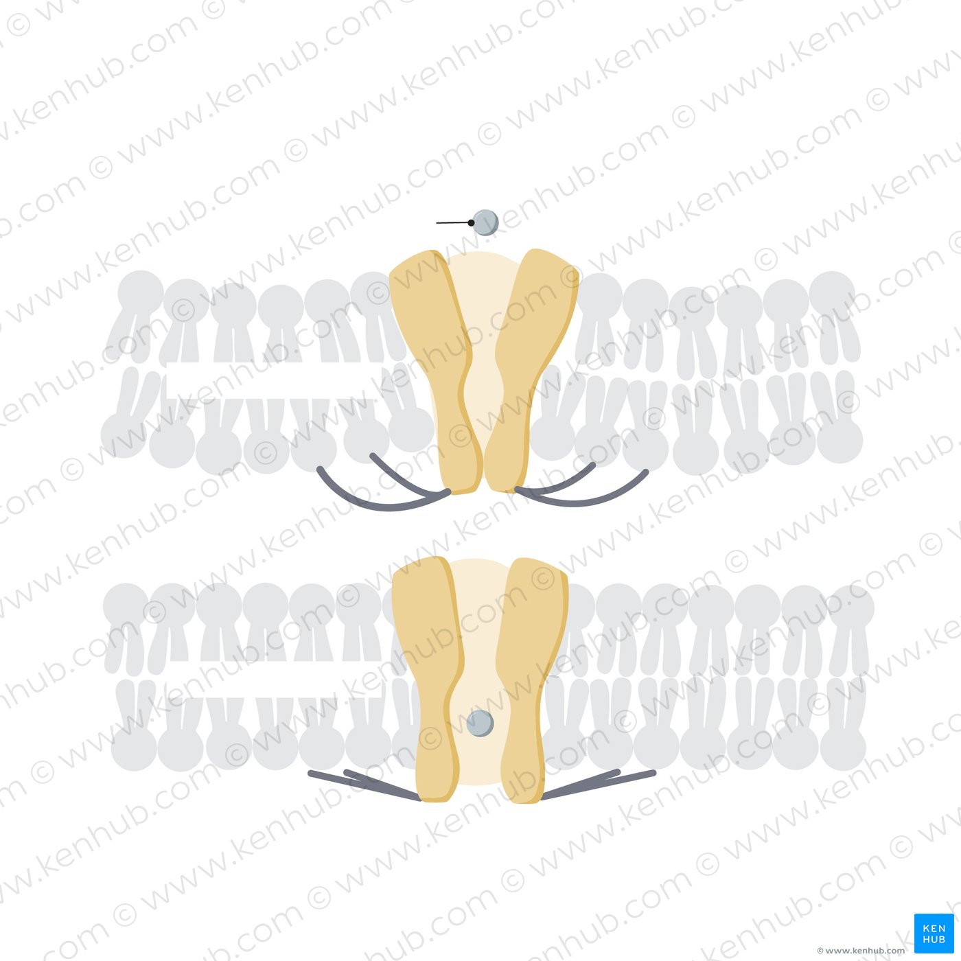 Mechanical-gated ion channels