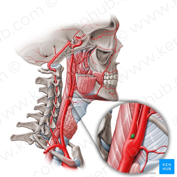 Corpo carotídeo (Glomus caroticum); Imagem: Paul Kim