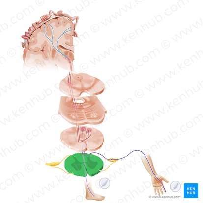 Parte cervical da medula espinal (Pars cervicalis medullae spinalis); Imagem: Paul Kim