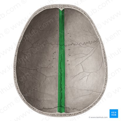 Groove for superior sagittal sinus (Sulcus sinus sagittalis superioris); Image: Yousun Koh