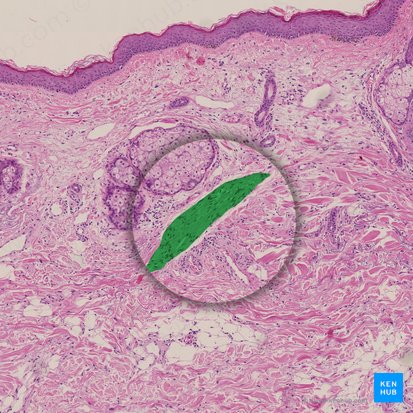 Músculo erector del pelo (Musculus arrector pili); Imagen: 