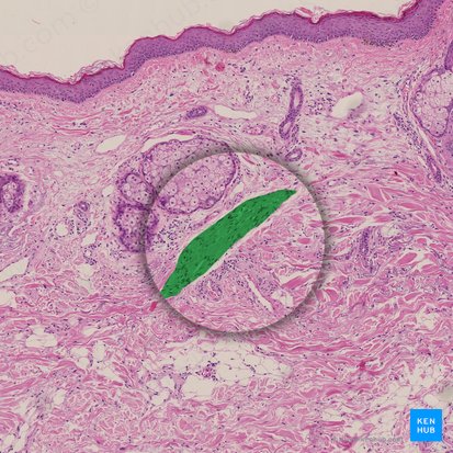 Arrector muscle of hair (Musculus arrector pili); Image: 