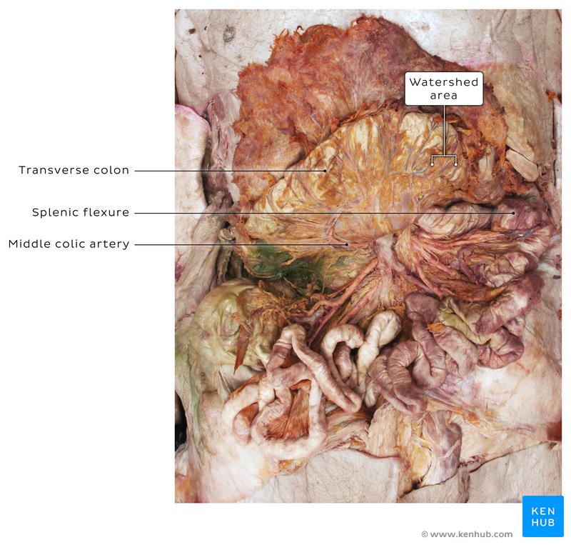 Watershed area of blood supply of the large colon