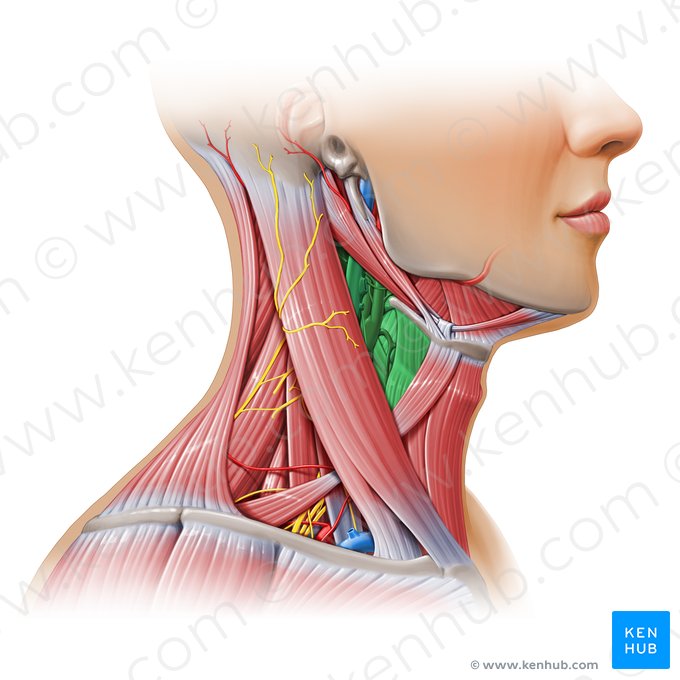 Carotid triangle (Trigonum caroticum); Image: Paul Kim