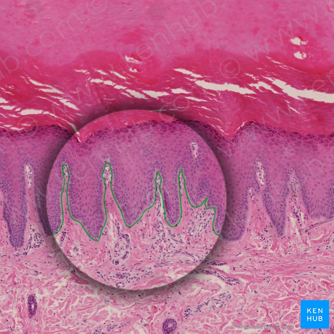 Dermoepidermal junction (Junctio dermoepidermalis); Image: 