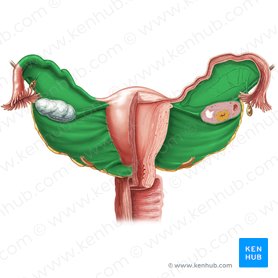 Ligamentum latum uteri (Breites Gebärmutterband); Bild: Samantha Zimmerman