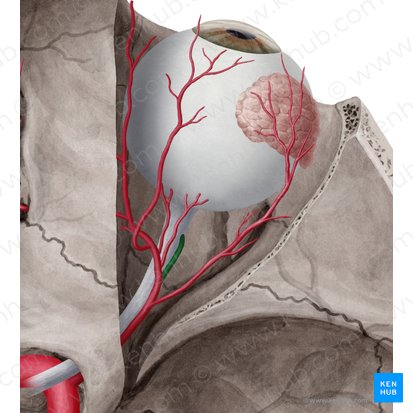 Arteria centralis retinae (Zentrale Netzhautarterie); Bild: Yousun Koh