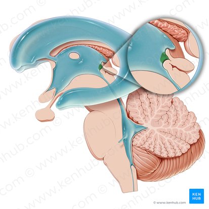 Receso de la glándula pineal (Recessus pinealis ventriculi tertii); Imagen: Paul Kim