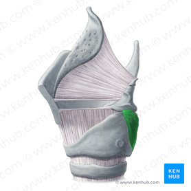 Músculo cricoaritenóideo posterior (Musculus cricoarytenoideus posterior); Imagem: Yousun Koh