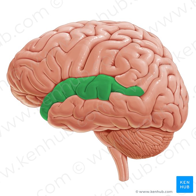 Superior temporal gyrus (Gyrus temporalis superior); Image: Paul Kim