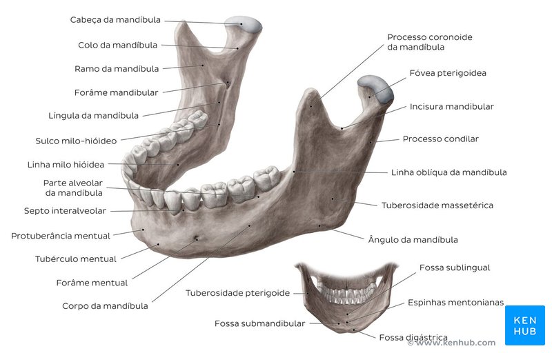 Estruturas da mandíbula