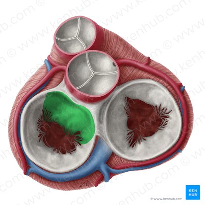 Anterior leaflet of left atrioventricular valve (Cuspis anterior valvae atrioventricularis sinistrae); Image: Yousun Koh